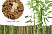 文竹种子领取指南，从播种到绿意盎然