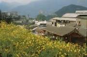 好，用户让我写一篇关于奇秀怎么申请主播的文章，首先得确定标题。标题要吸引人，同时明确主题，所以奇秀主播申请指南，从零开始的崛起之路挺合适的
