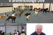 服务犬申请指南，如何成为一位专业的服务犬训练师