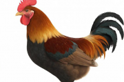 支付宝关闭养鸡功能指南，轻松操作，告别繁琐，支付宝关闭养鸡功能，一键操作，简化流程攻略