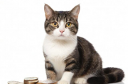 账房猫怎么注册_昆明市账房先生企业管理咨询有限公司
