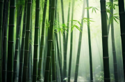 五竹，揭秘五竹为何成为人工智能的典范，五竹，揭秘人工智能典范的诞生之路