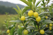 如何申请茶油树补贴？，详细指南，如何申请茶油树补贴？
