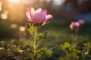 安逸花关闭之谜，探寻一家知名电商平台的无声告别，揭秘安逸花，知名电商平台神秘关闭背后的故事
