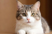 如何关闭交易猫店铺，全面指南与注意事项，交易猫店铺关闭全攻略，详尽指南与关键提示