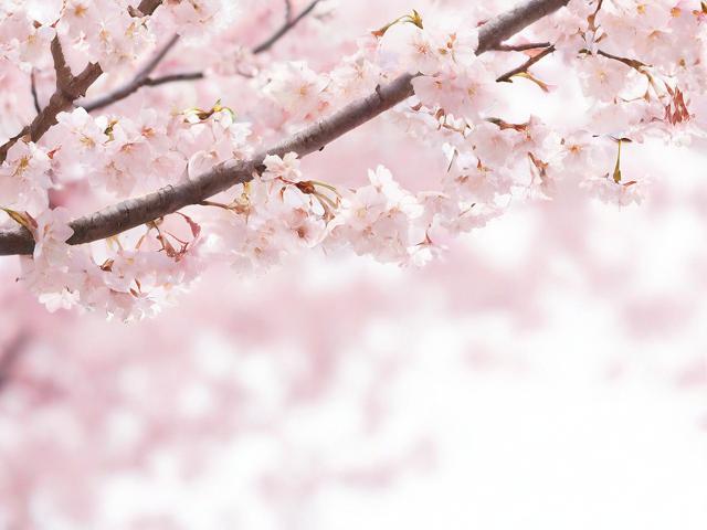 樱花网站广告关闭全攻略，告别烦恼，畅享清新阅读体验